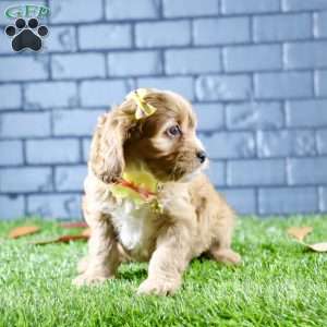 Sophie, Cavapoo Puppy