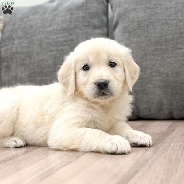 Nova, English Cream Golden Retriever Puppy