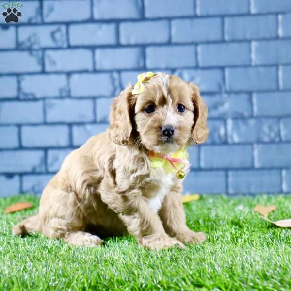 Sophie, Cavapoo Puppy