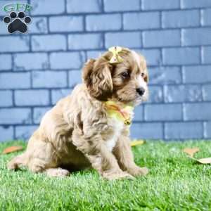 Sophie, Cavapoo Puppy