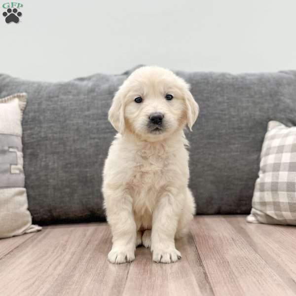 Brie, English Cream Golden Retriever Puppy