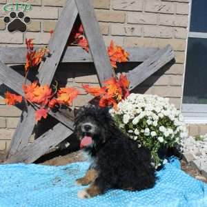 Carson, Mini Bernedoodle Puppy