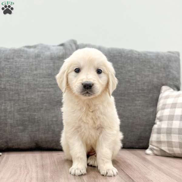 Opal, English Cream Golden Retriever Puppy