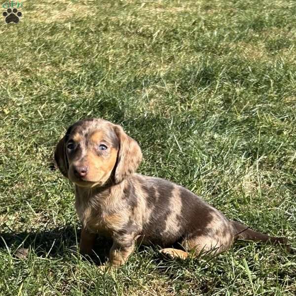 Elton, Dachshund Puppy