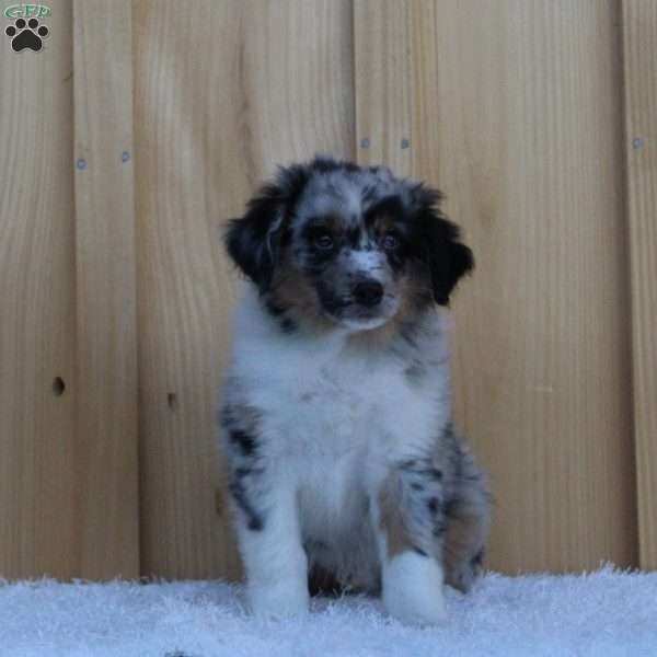 Snickers, Australian Shepherd Puppy