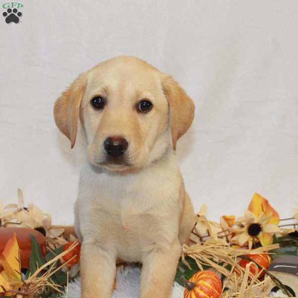 bailey, Yellow Labrador Retriever Puppy