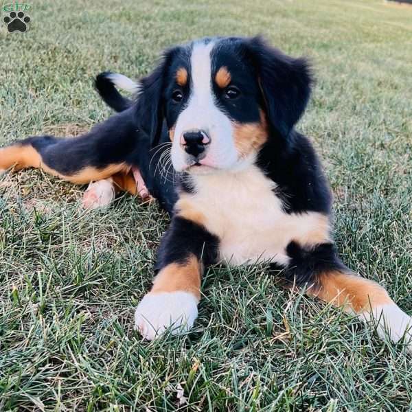 Mason, Bernese Mountain Dog Puppy