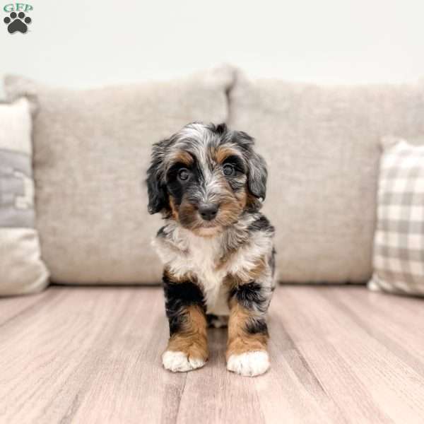 Betty, Mini Bernedoodle Puppy