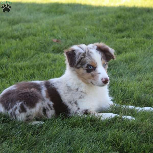 Chase, Australian Shepherd Puppy