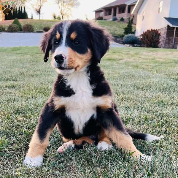 Monty, Bernese Mountain Dog Puppy