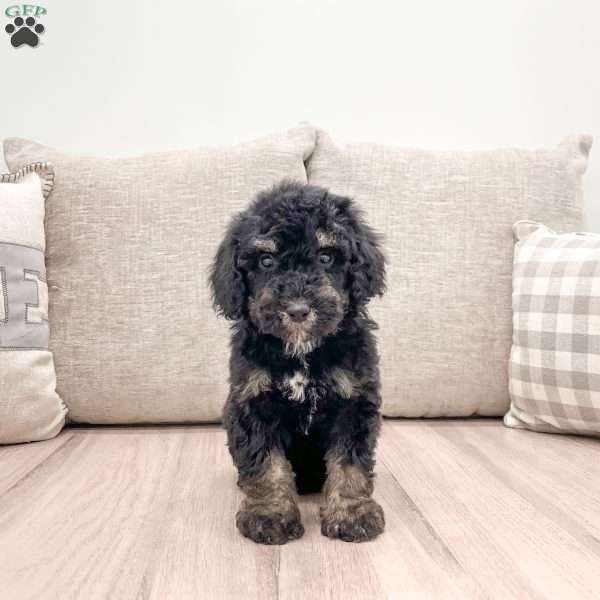 Manny, Mini Bernedoodle Puppy