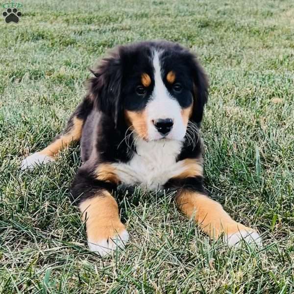 Marley, Bernese Mountain Dog Puppy