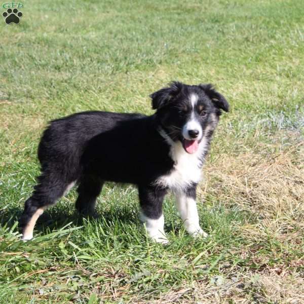 Gracie, Australian Shepherd Puppy