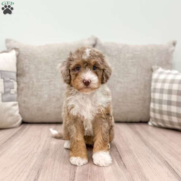 Beauty, Mini Bernedoodle Puppy