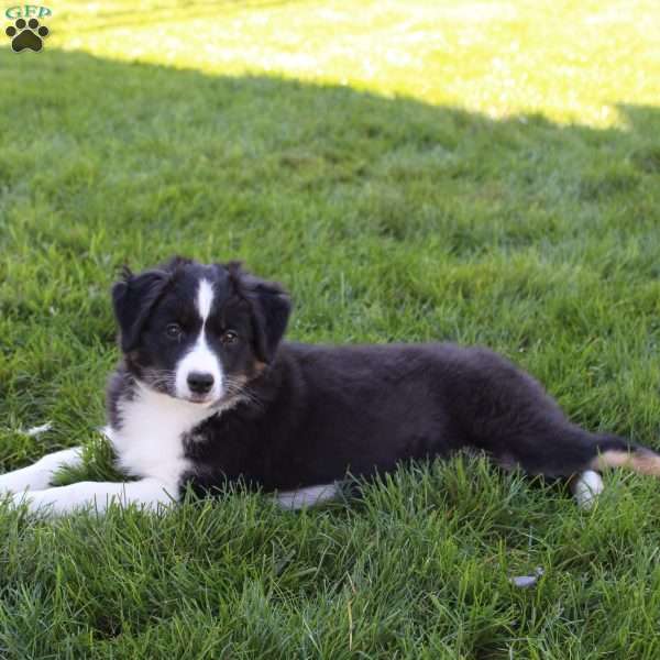 Stacy, Australian Shepherd Puppy