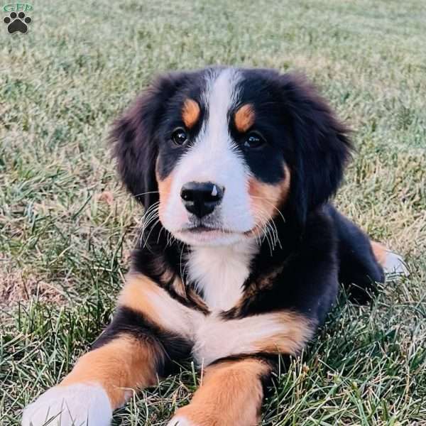 Macey, Bernese Mountain Dog Puppy