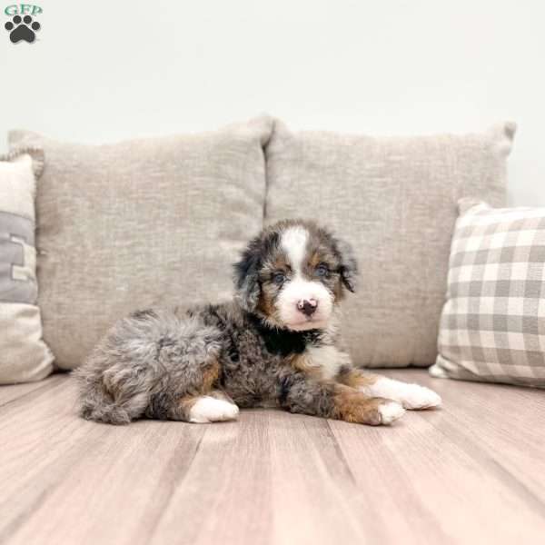 Mavin, Mini Bernedoodle Puppy