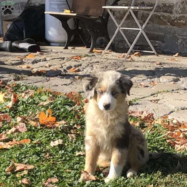 Lincoln, Miniature Australian Shepherd Puppy