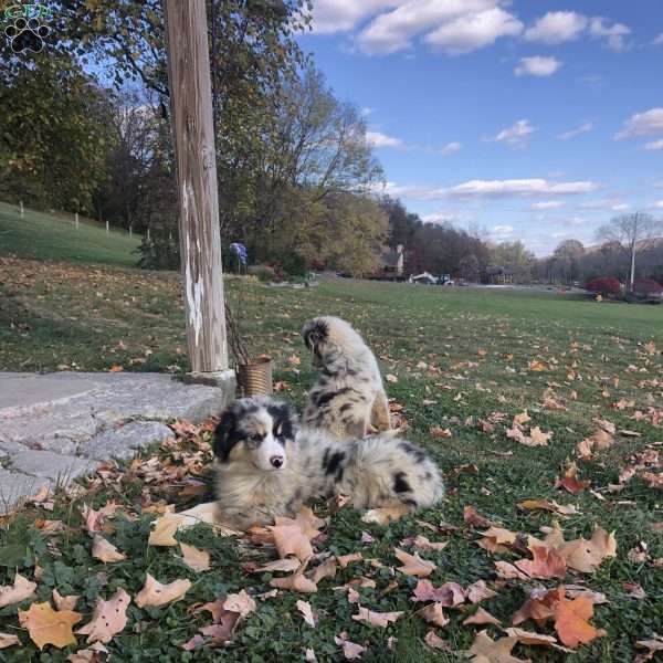 Frank, Miniature Australian Shepherd Puppy