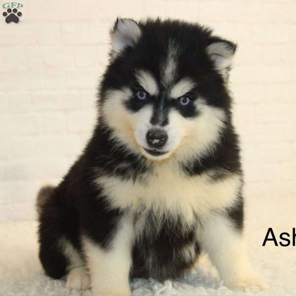 Ashton, Pomsky Puppy