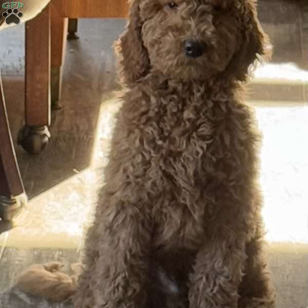 Chip, Goldendoodle Puppy