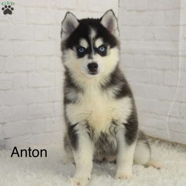 Anton, Pomsky Puppy