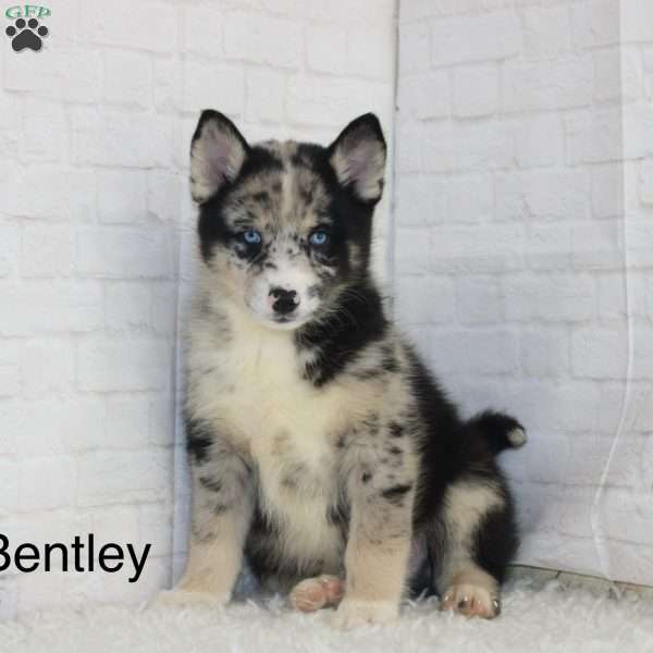 Bentley, Pomsky Puppy