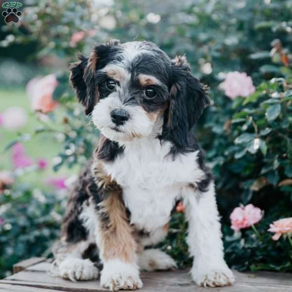 Peanut, Cavapoo Puppy