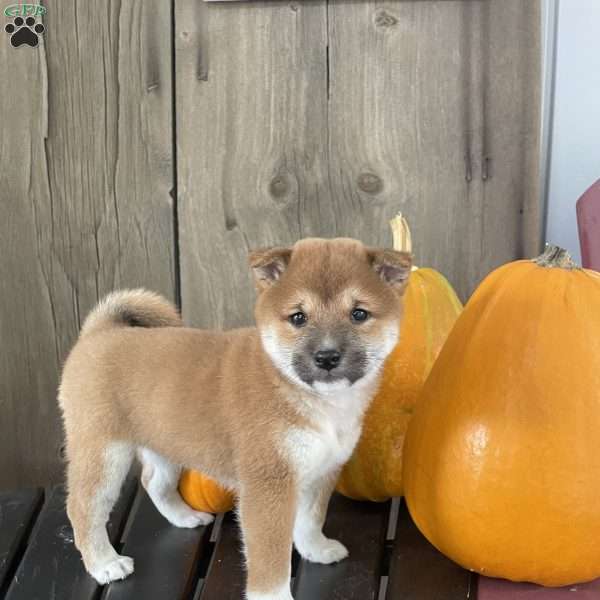 Sadie, Shiba Inu Puppy