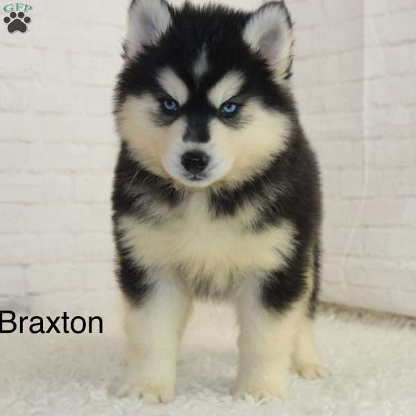 Braxton, Pomsky Puppy