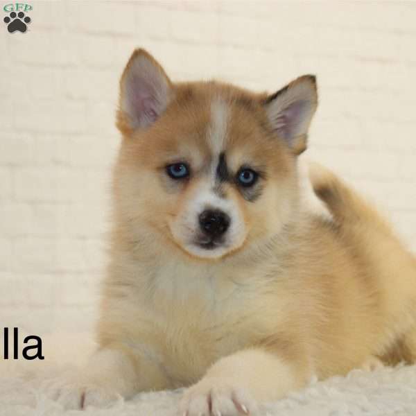 Bella, Pomsky Puppy