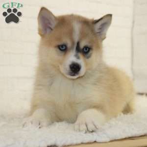 Bella, Pomsky Puppy