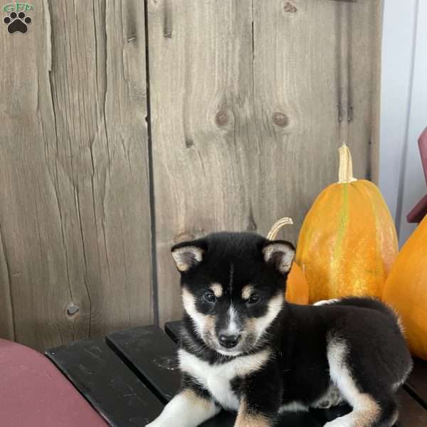 Paige, Shiba Inu Puppy