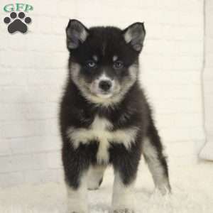 Braylon, Pomsky Puppy