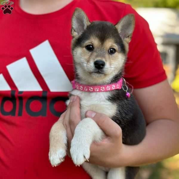 Chloe, Shiba Inu Puppy