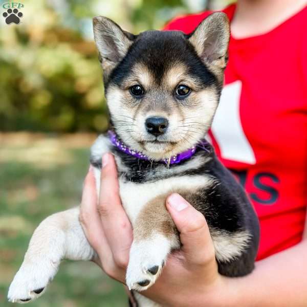 Molly, Shiba Inu Puppy