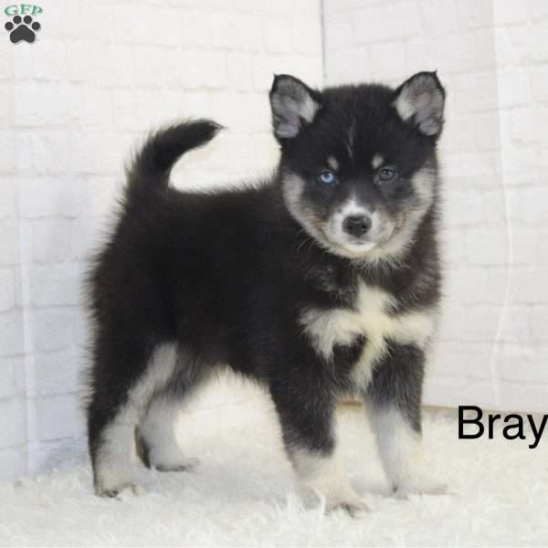 Braylon, Pomsky Puppy