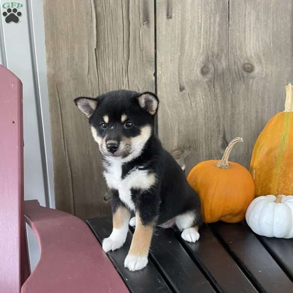 Princess, Shiba Inu Puppy