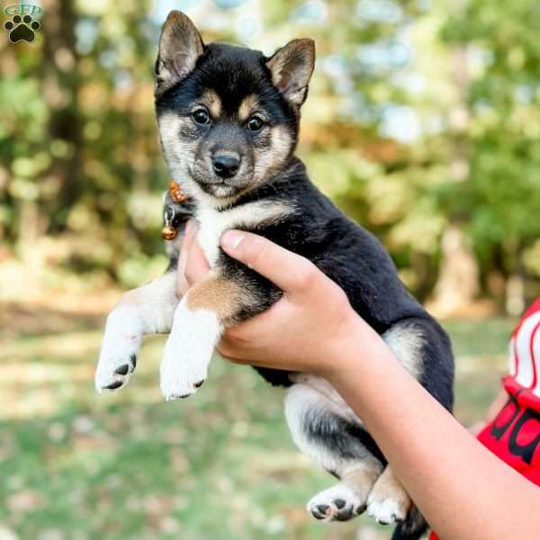 Jackie, Shiba Inu Puppy