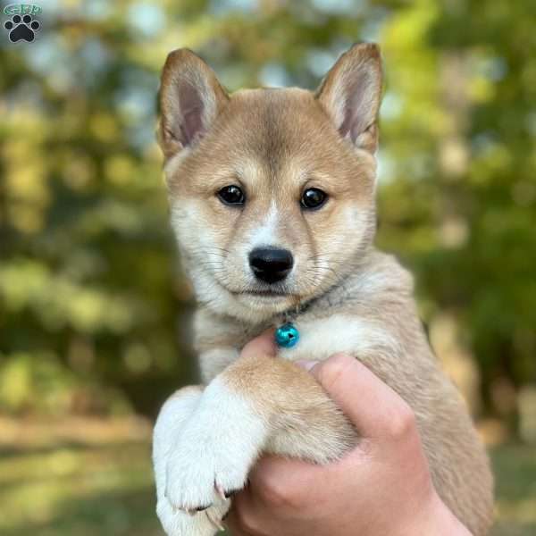 Murphy, Shiba Inu Puppy