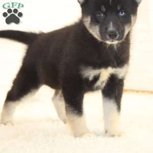 Bradley, Pomsky Puppy