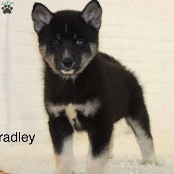 Bradley, Pomsky Puppy