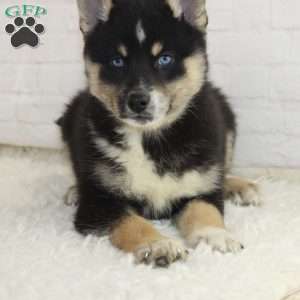 Brandon, Pomsky Puppy