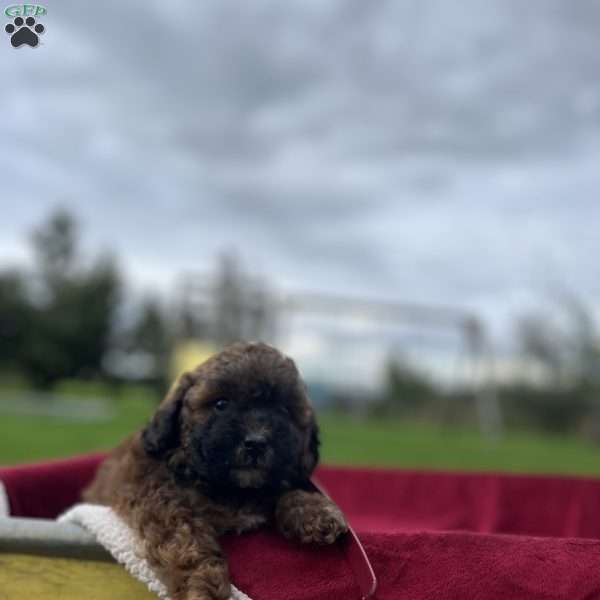 Ember, Shih-Poo Puppy