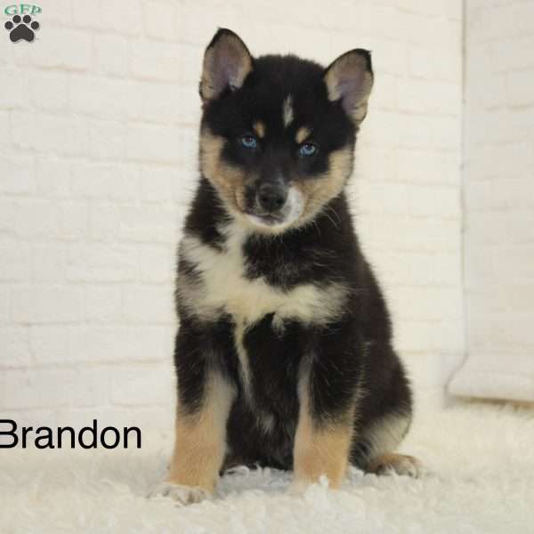 Brandon, Pomsky Puppy