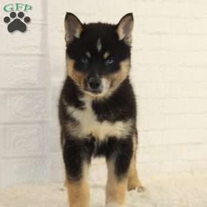 Brandon, Pomsky Puppy