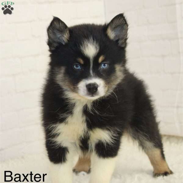 Baxter, Pomsky Puppy