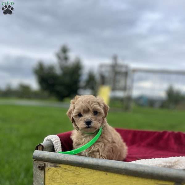 Dexter, Shih-Poo Puppy