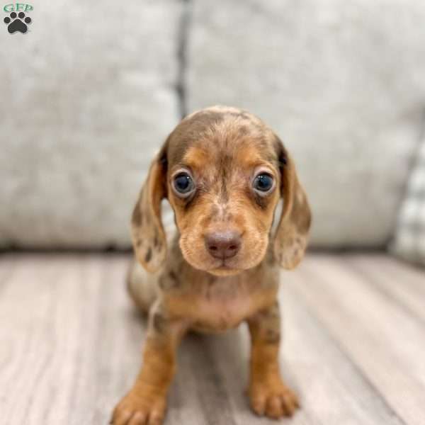 Gracie, Dachshund Puppy