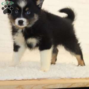 Baxter, Pomsky Puppy